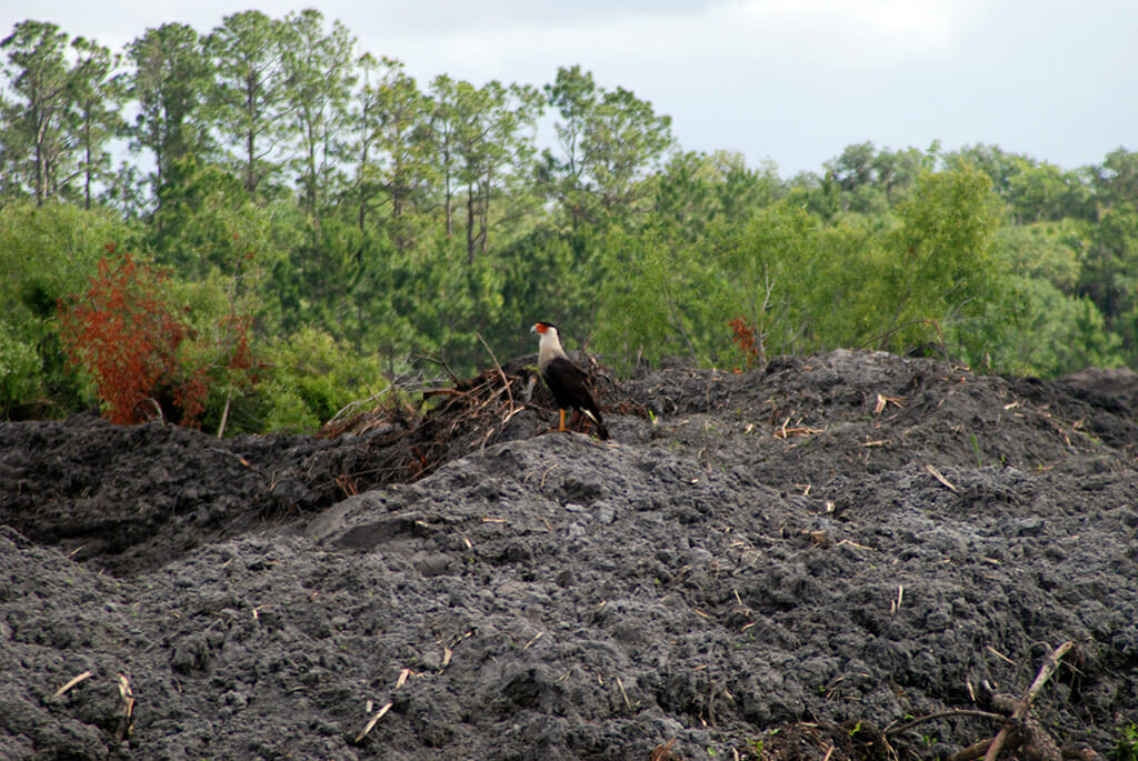 Caracara at Orlando Wetlands Park