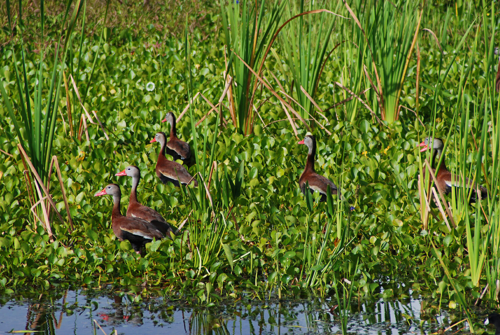 Fulvous whistling ducks at Orlando Wetlands Park