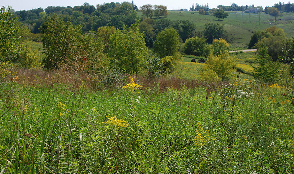 Merry Christmas Mine Hill