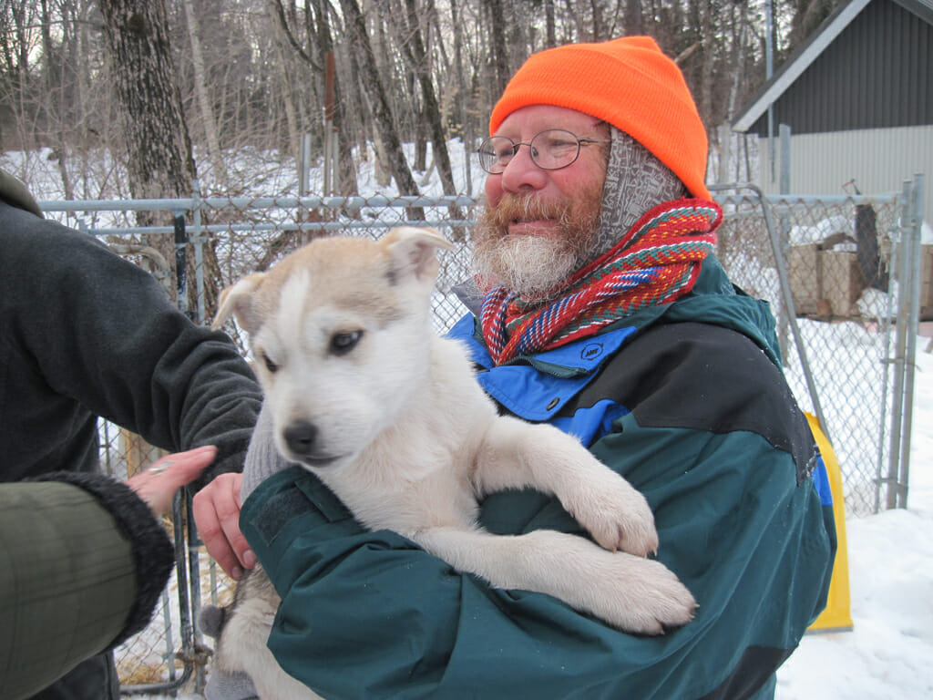 Sled dog pup