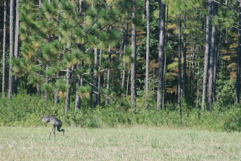 Mississippi sandhill crane 