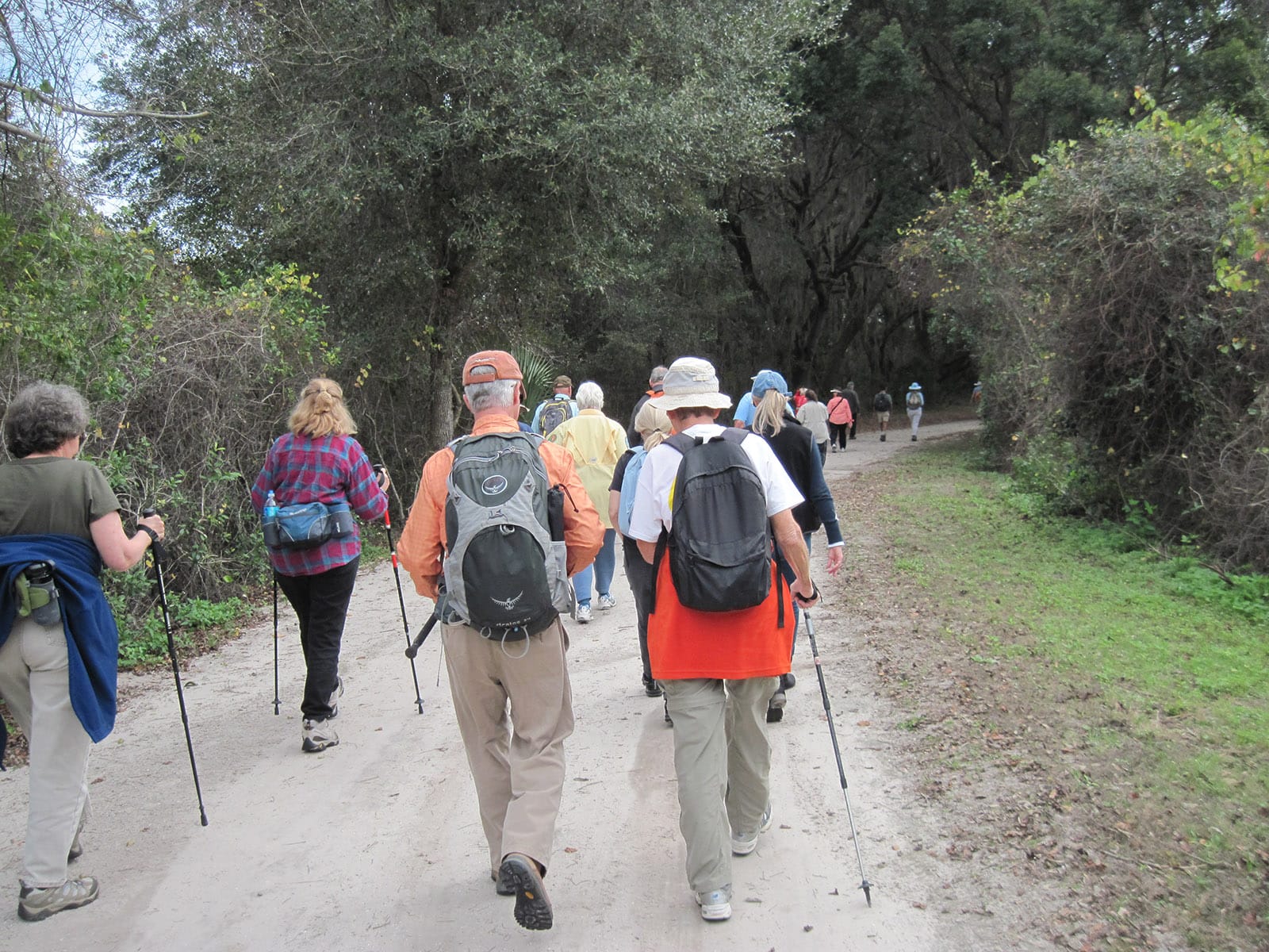 Hikers with trekking poles walking towards a live oak forest