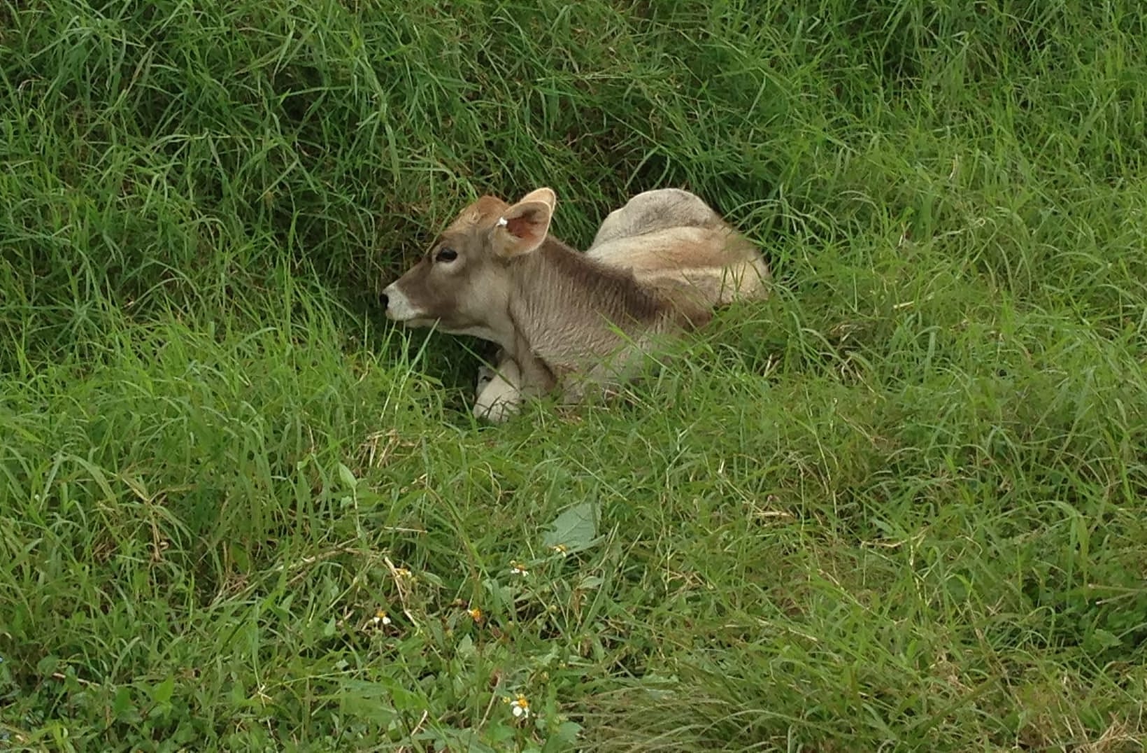 Calf with ear-tag hiding in a grassy ditch