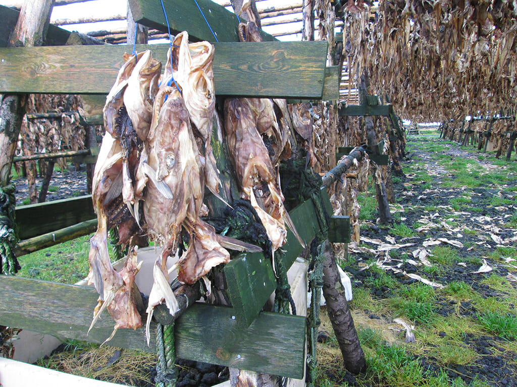 Fish heads in Iceland