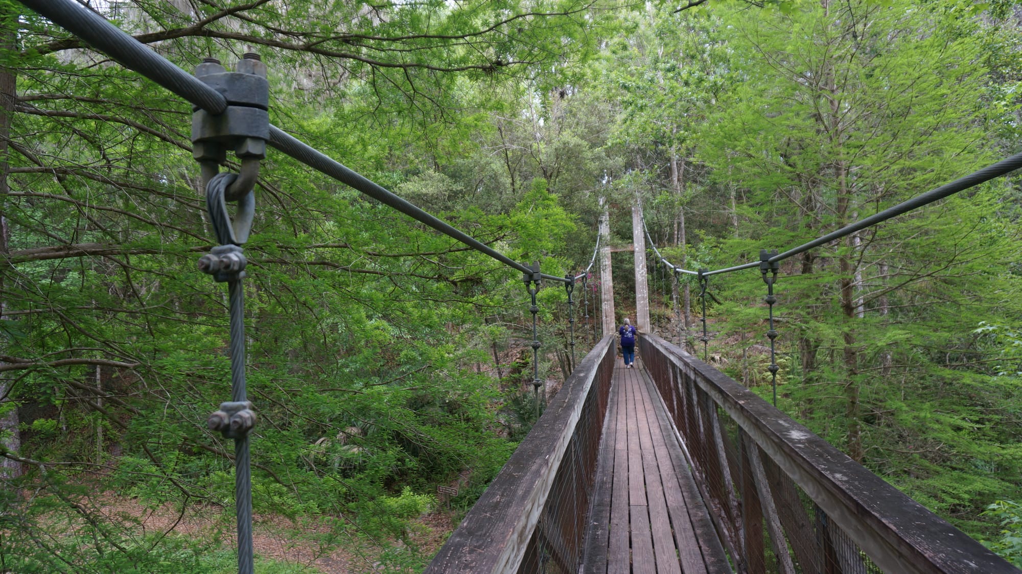 Woman on suspension bridge in lush forest