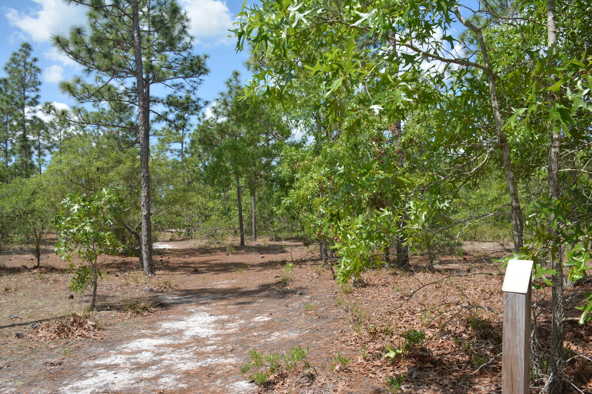 Sandhills with pines and turkey oaks along a footpath