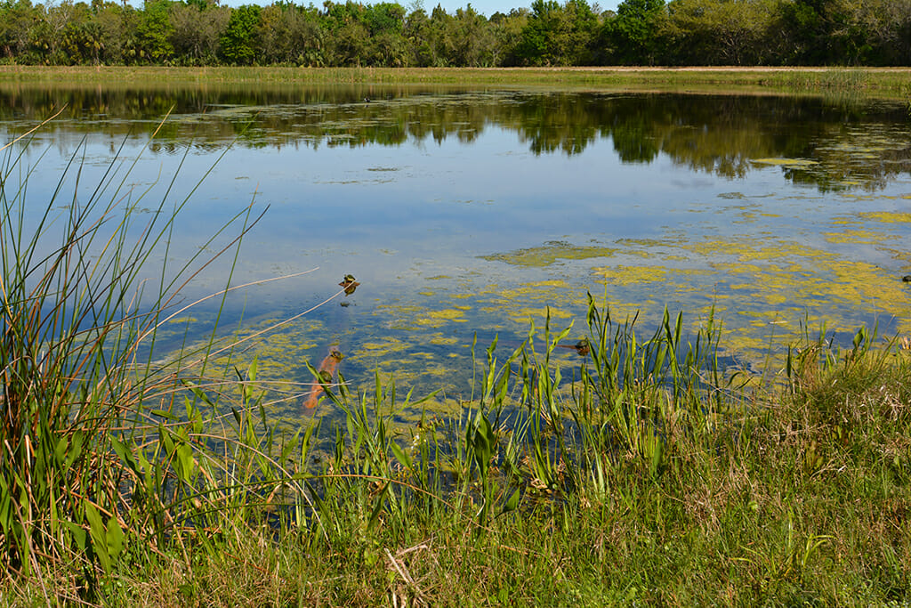 Turtles at Orlando Wetlands Park