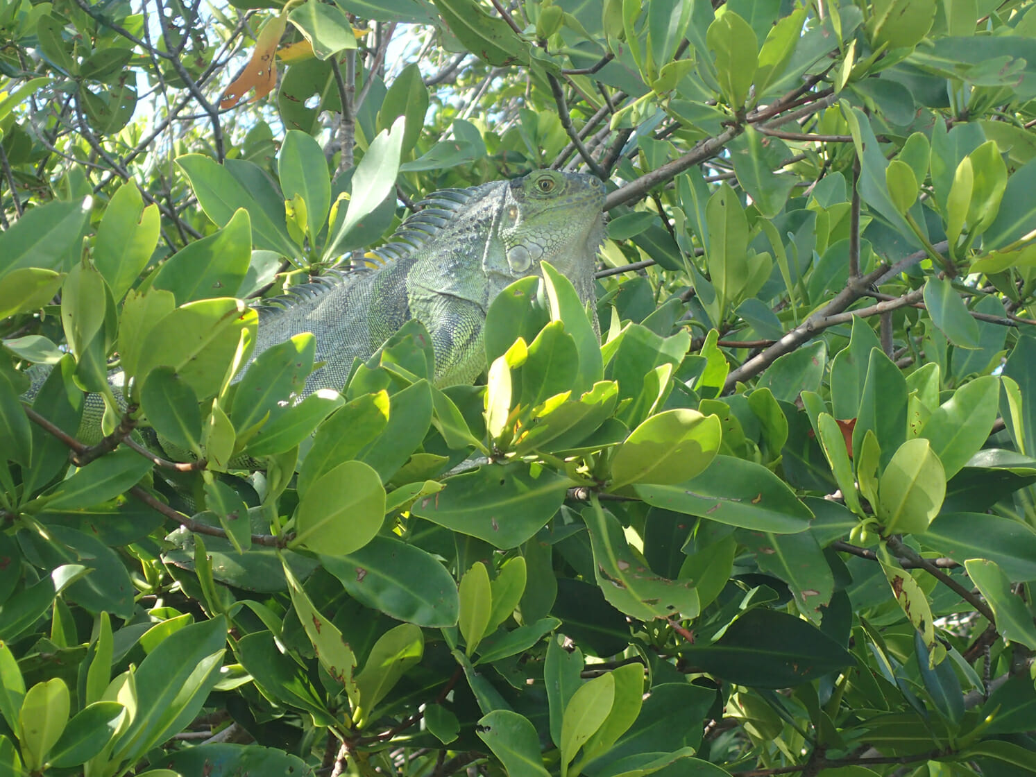Iguana in mangrove