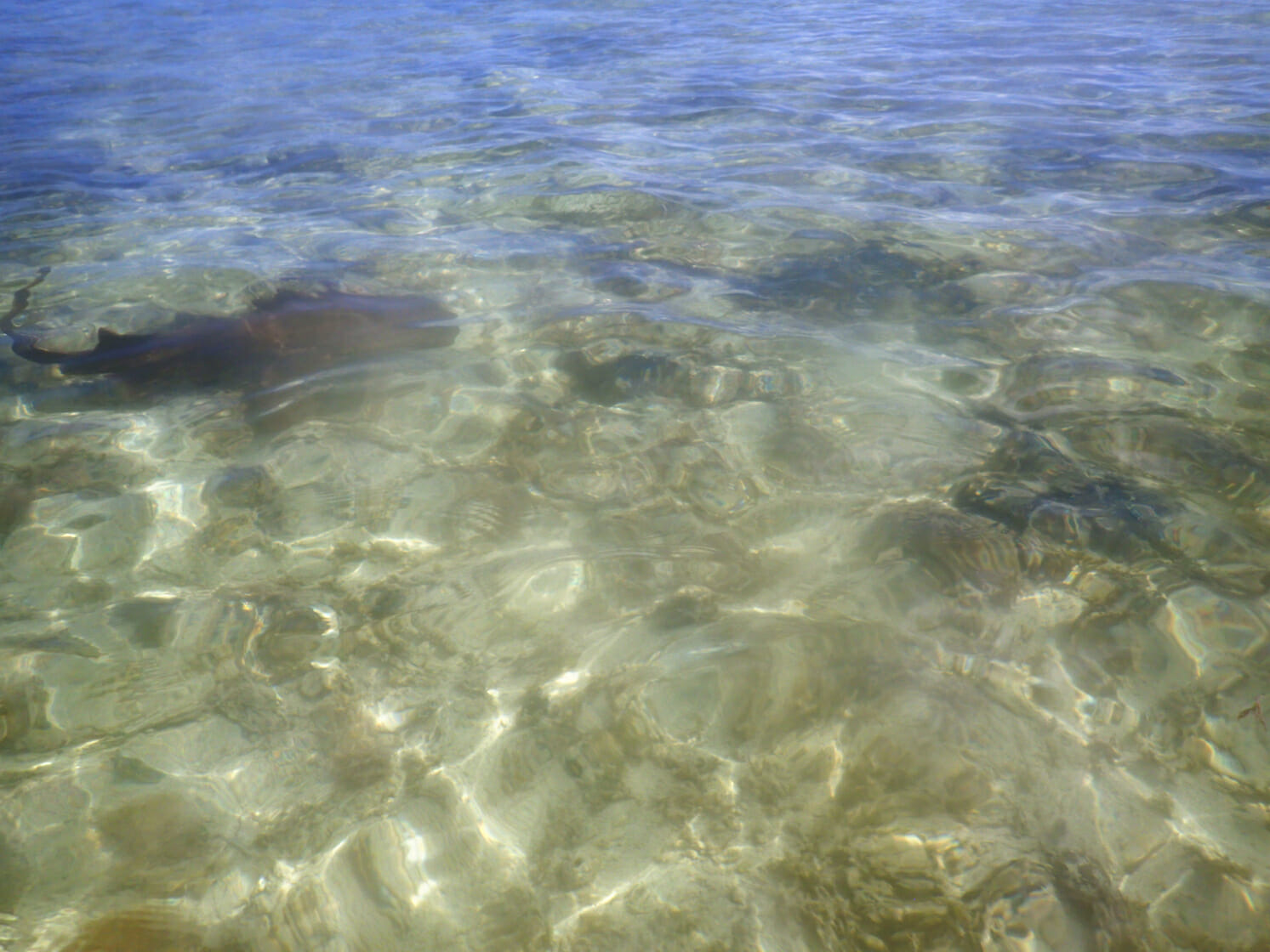 Key West Ecotours shark