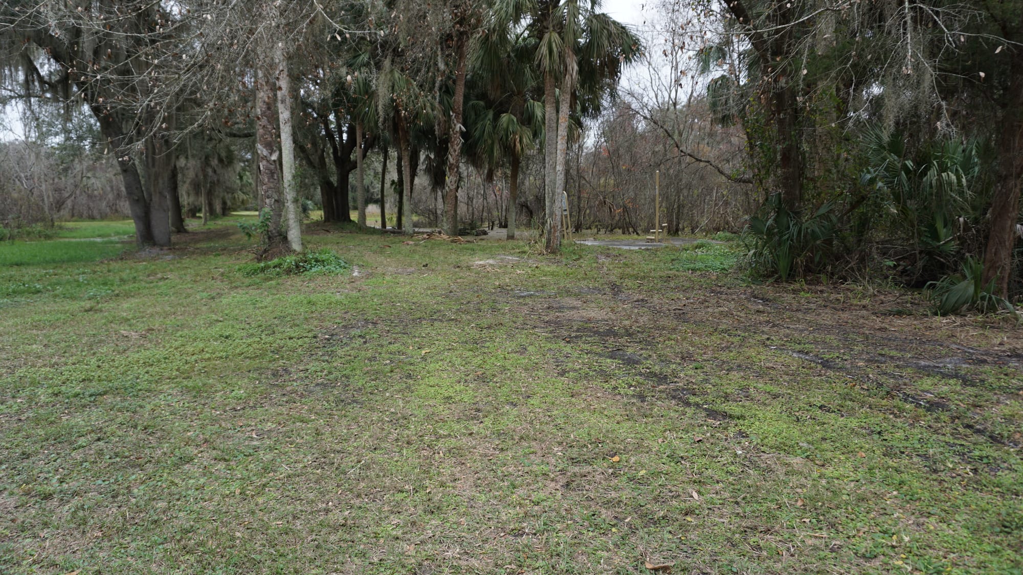 Grassy levee leading towards trees and swamp