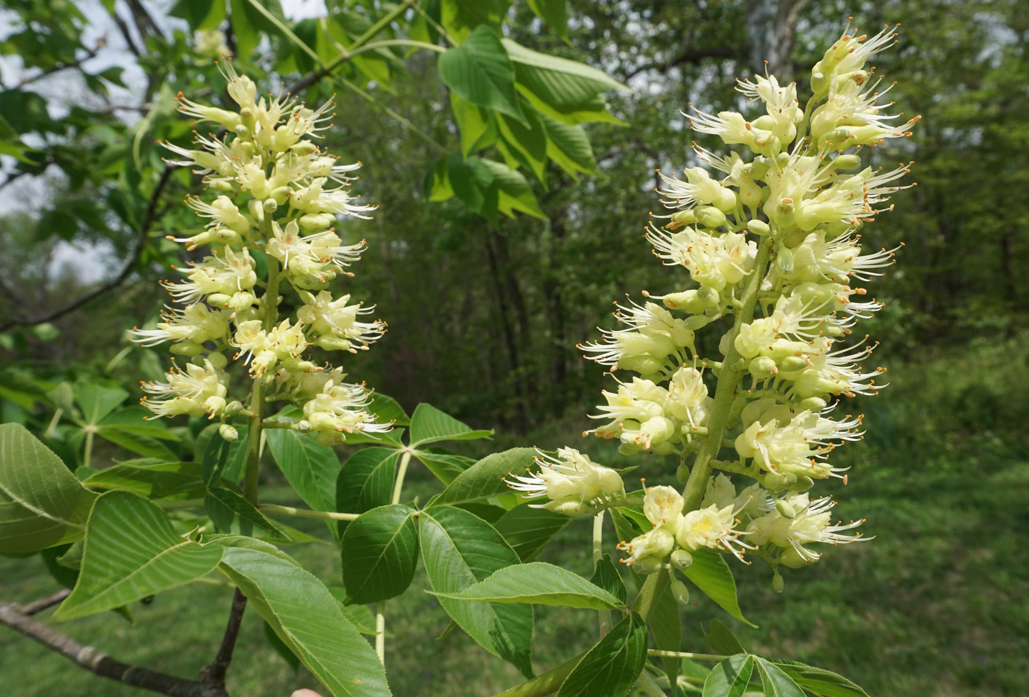 Tall spiky yellow blossoms on a tree