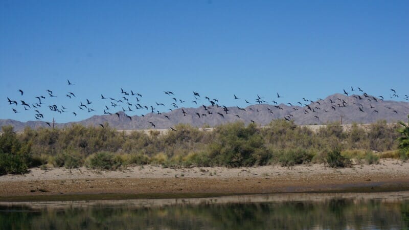 Lake Havasu NWR