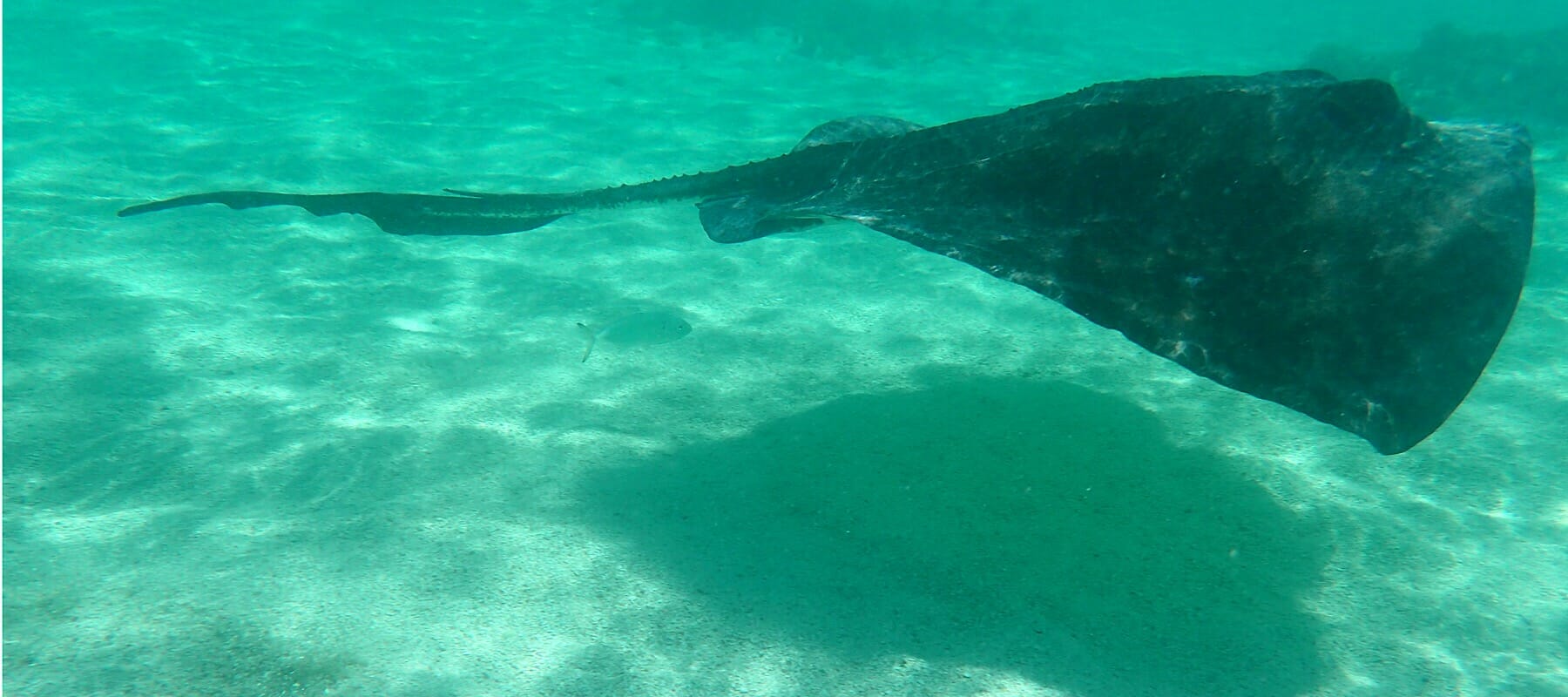 stingray in ocean Antigua