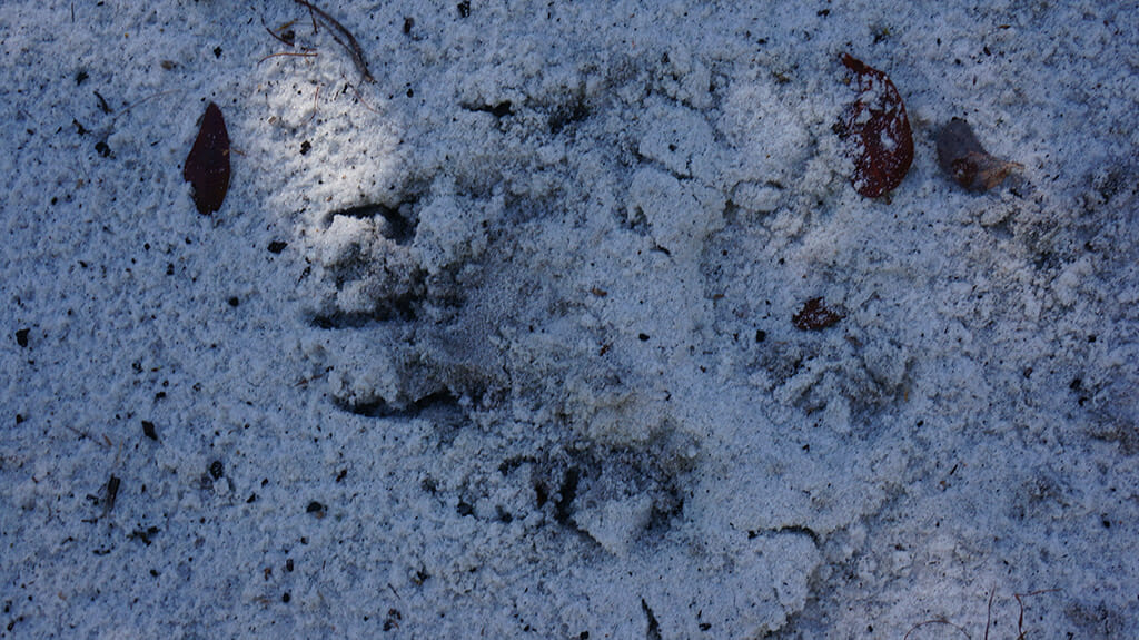 Bear paw print in the Florida Trail