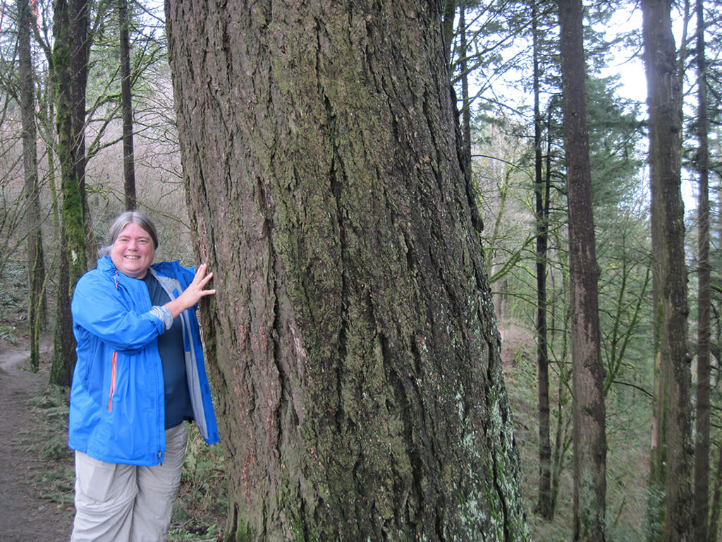 Big spruce on the Portland 4T