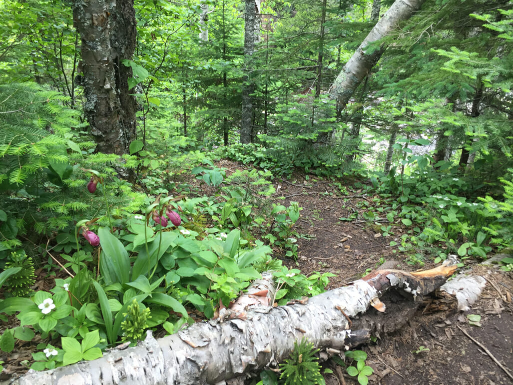 Wildflowers at Cascade River State Park