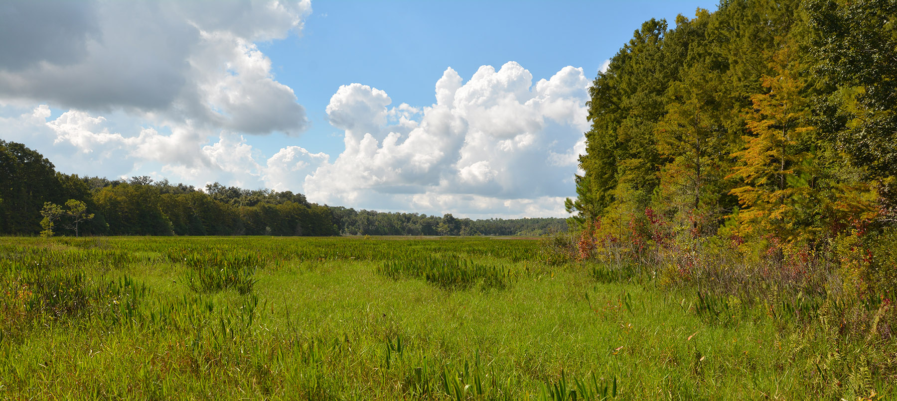 Chinsegut May's Prairie