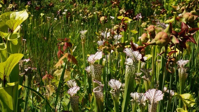 Densely packed carnivorous plants