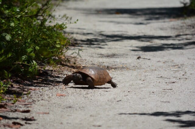 gopher tortoise on Saylor Trail