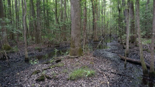 Great Swamp Sanctuary