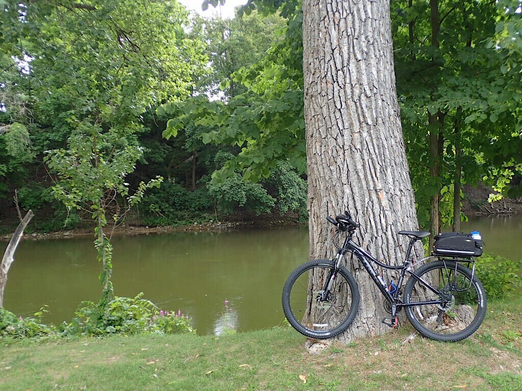 Big tree along Muskegon River