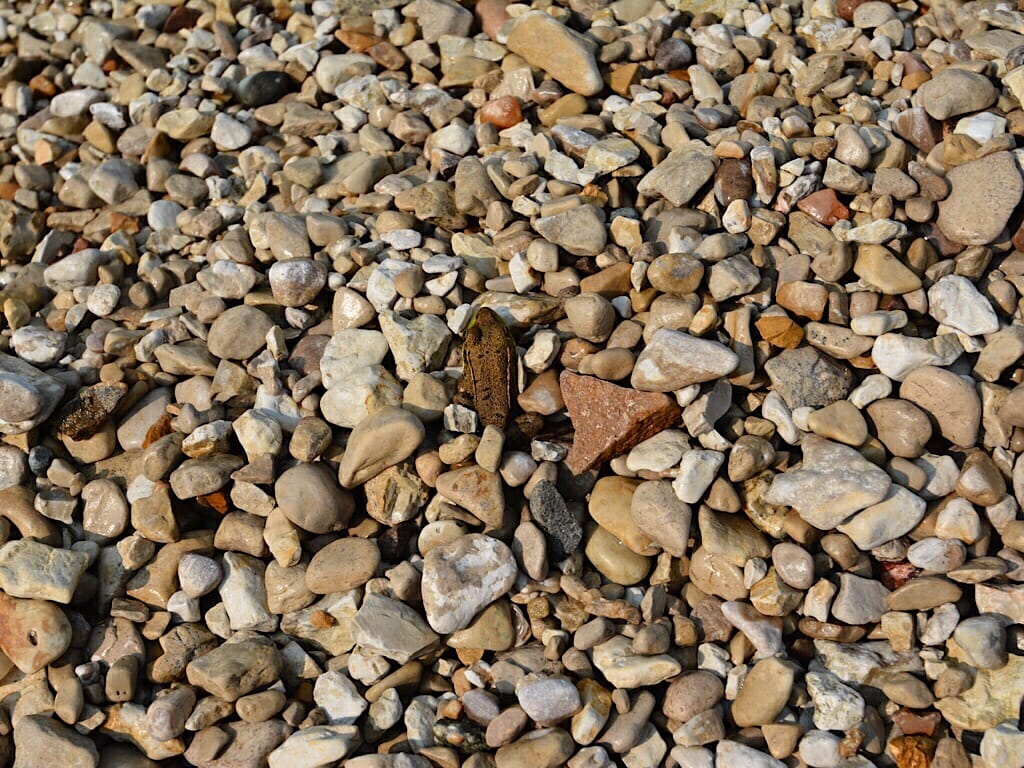 Frog on pebbled beach