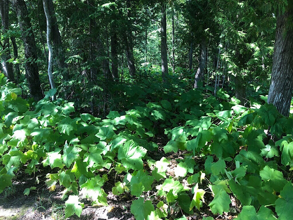 Thimbleberries at Fort Wilkins