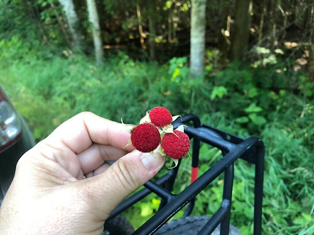 Fresh thimbleberries