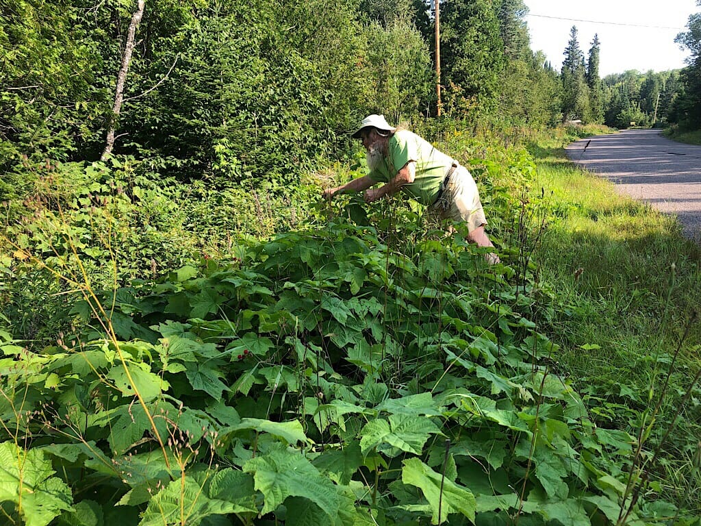 John forages for thimbleberries