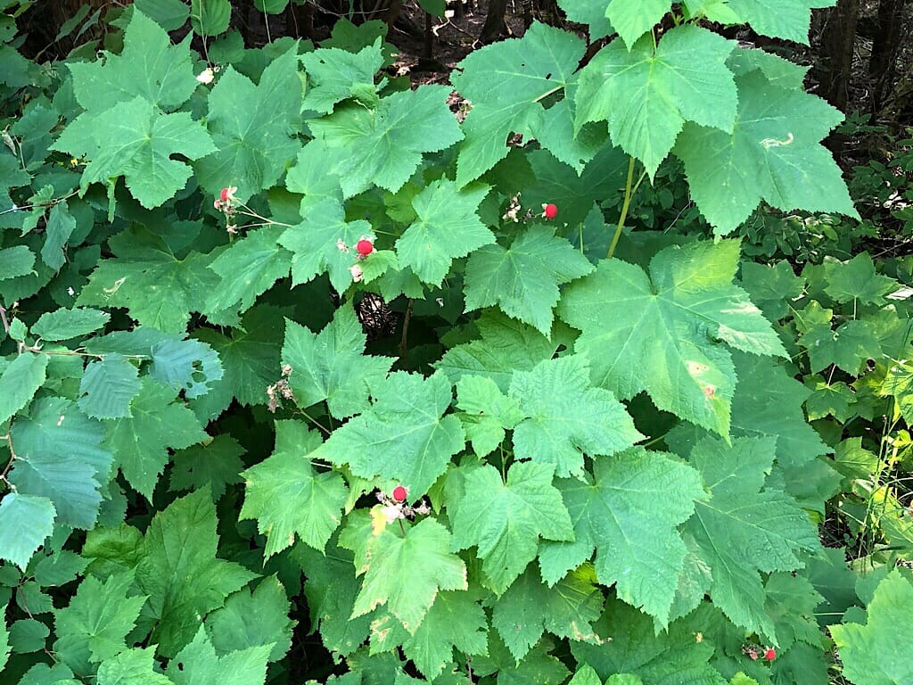 Thimbleberry 