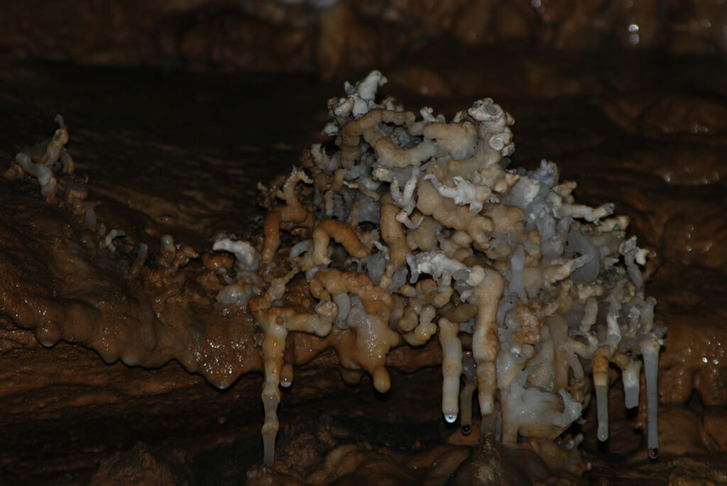 Helictite in Marengo Cave