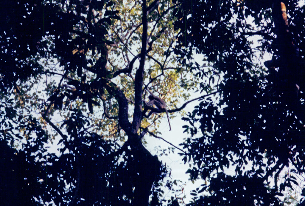 Royal Chitwan National Park