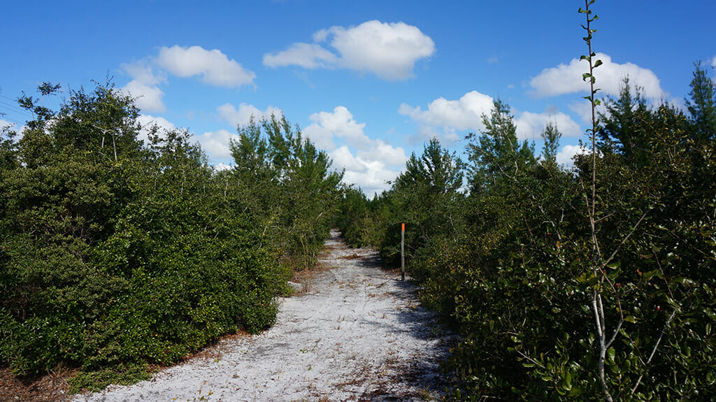 Scrub habitat at Royal Trails