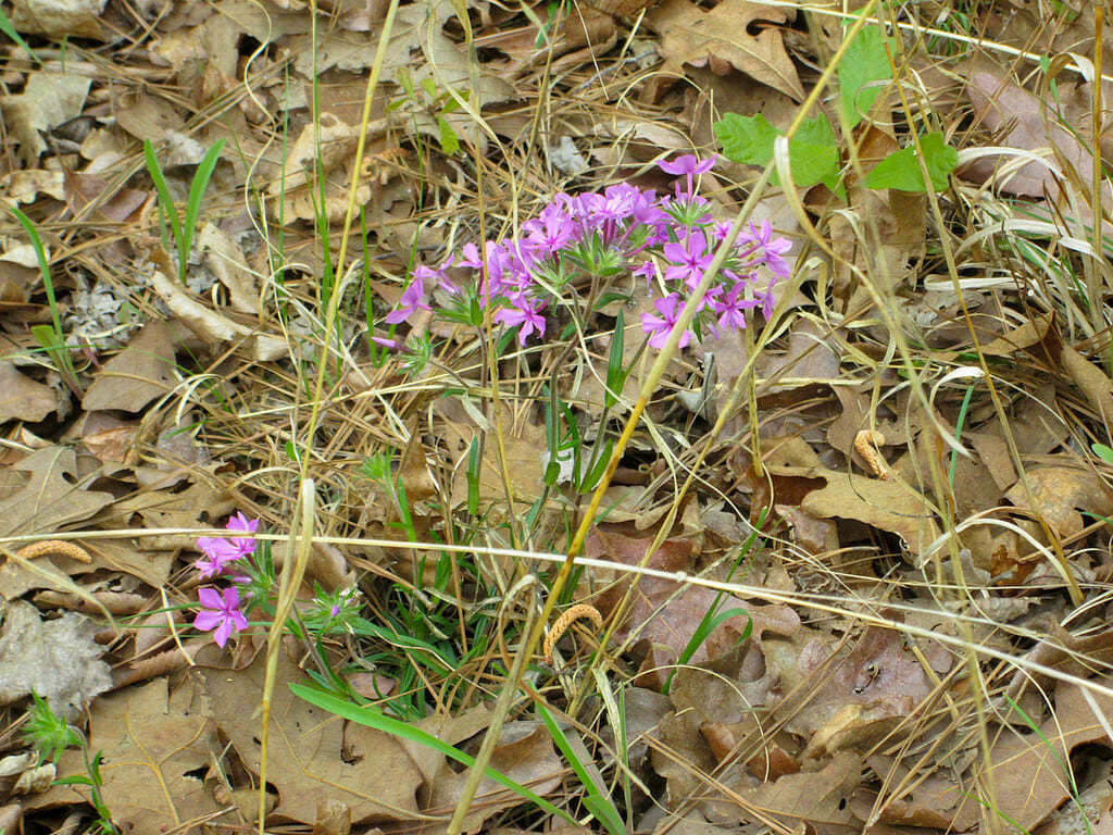 Hickory Knob wildflowers