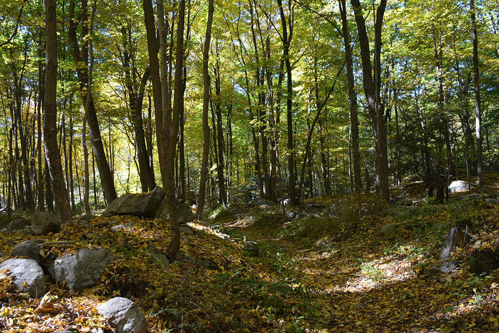 Stone fences along the Appalachian Trail