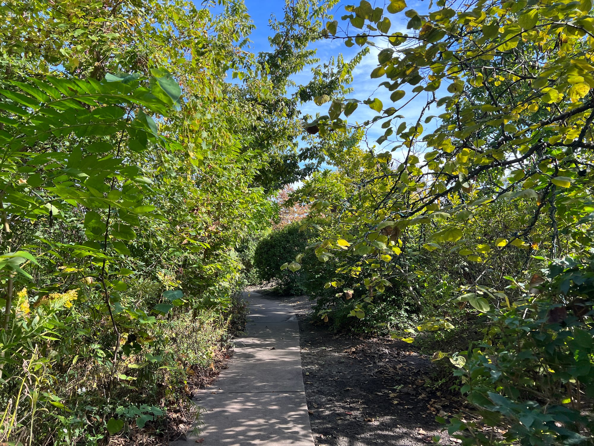 Narrow sidewalk through woodland setting