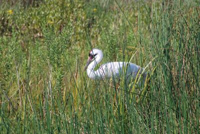 Conservation