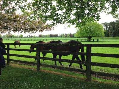 Horses