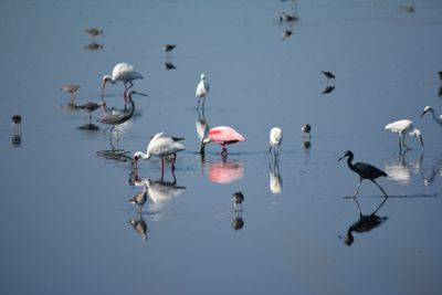 Birding