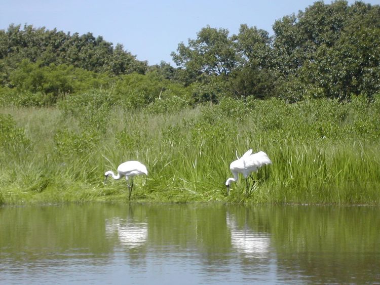 Two very large whooping cranes