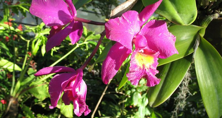 Orchids in bloom
