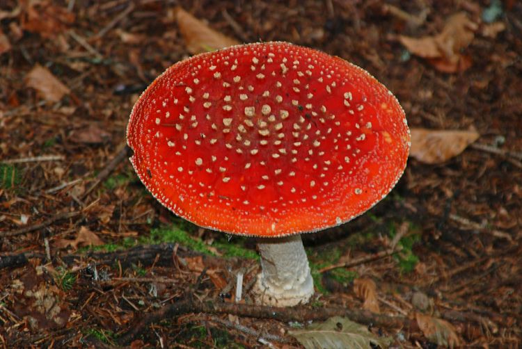 Brilliant red mushroom with white dots atop leaf litter