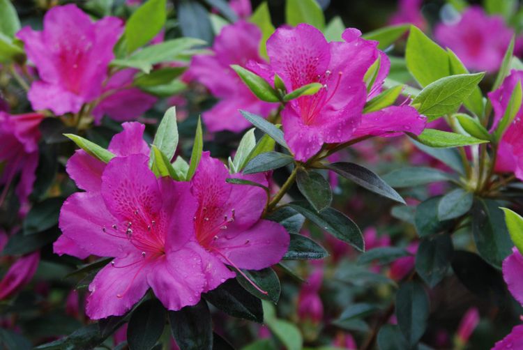 Purple azalea blossoms