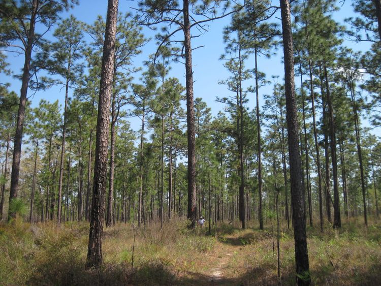 A man looks tiny walking a footpath beneath tall pines