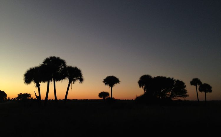 Sunset with silhouttes of cabbage palms and shades of orange and yellow against black