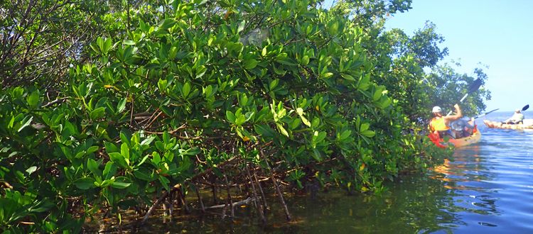 Iguana Key West Eco Tours