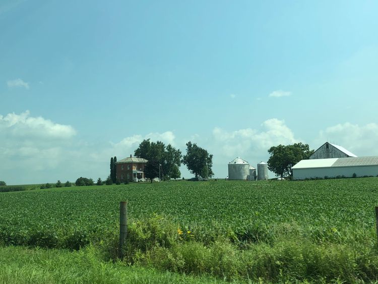A farm covered in corn