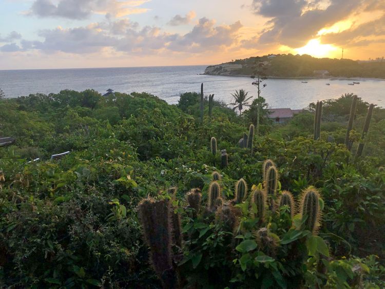 Cacti poking out of tropical understory on a seaside mountainside at daybreak