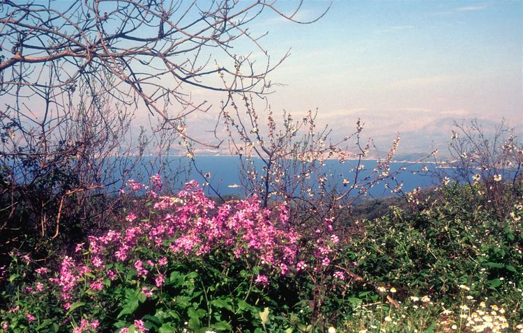 View across Ionian Sea with foreground of flowers in bloom and horizon of snow-capped mountains,