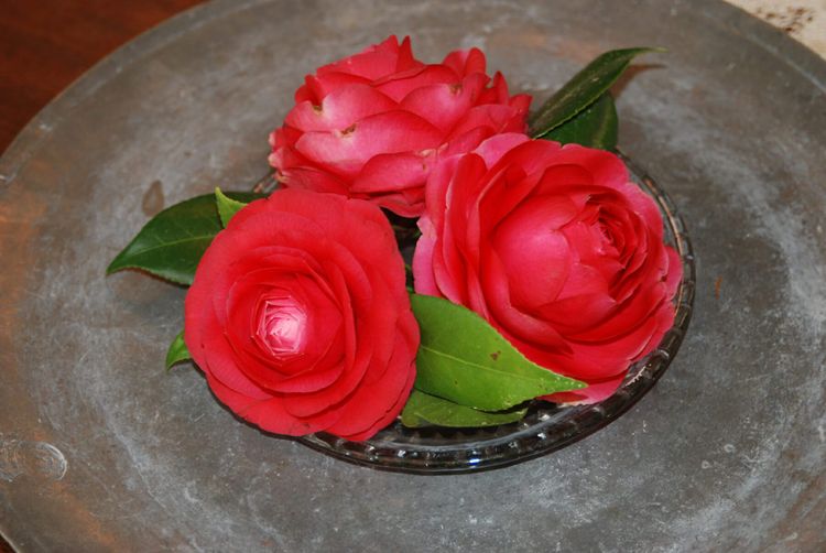 A trio of camellias on a glass plate